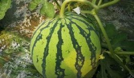 吃瓜的大瓜,吃瓜群众眼中的大瓜风云录