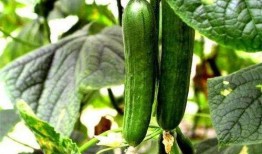 吃瓜星人必看吃瓜秘籍,吃瓜秘籍全解析