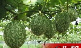 博白吊瓜怎么吃,美味多汁，轻松享用的健康佳品