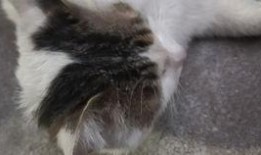 校园吃瓜猫,揭秘校园里的那些“瓜”