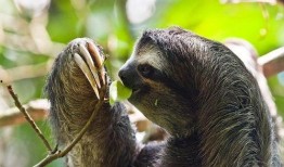 树懒游戏解说吃瓜,吃瓜群众眼中的游戏世界