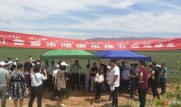 吐鲁番吃瓜群众事件,一场关于瓜农权益的全民热议