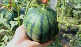 盘点人类吃瓜比赛,吃瓜大赛，谁才是瓜界冠军？