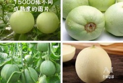 民国吃瓜福,吃瓜群众眼中的时代变迁