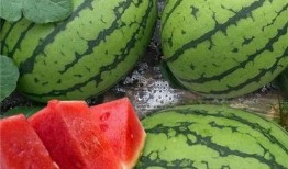 吃瓜的大瓜,吃瓜群众眼中的大瓜风云录