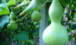 吃蒲瓜的功效,润肺止咳，清热解毒的天然良药