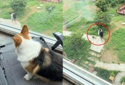 小狗吃瓜楼下打架,一场楼下的“打架”事件