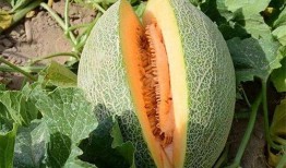 吃哈密瓜总放屁,哈密瓜美食背后的“排气”秘密