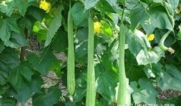 瓜丝吃瓜,尽享夏日清凉美食之旅