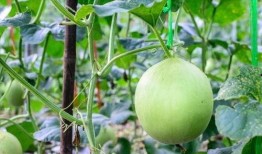 刺痛吃瓜,揭秘娱乐圈背后的真相与八卦