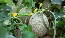 菠萝吃哈密瓜,一场甜蜜的味蕾之旅