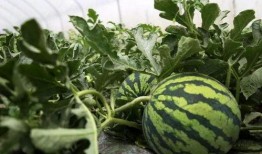 老墨吃瓜,揭秘娱乐圈幕后故事