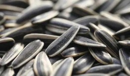 洛杉矶华人吃瓜,吃瓜文化背后的社区生活剪影