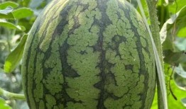 庞各庄吃瓜,一场别开生面的吃瓜盛宴