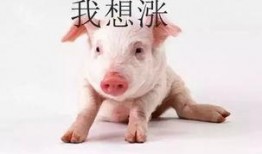 道具吃瓜猪咩咩,揭秘神秘道具背后的故事