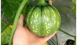 贵州魅魔吃瓜事件,揭秘网络谣言背后的真相