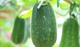 长条瓜直接吃的