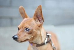 小鹿犬吃瓜,小鹿犬的瓜田奇遇记