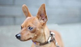 小鹿犬吃瓜,小鹿犬的瓜田奇遇记