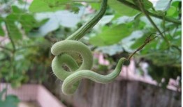 蛇瓜可以怎么吃,解锁健康美味新体验