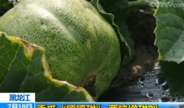 你吃的瓜甜不,揭秘甜蜜背后的秘密