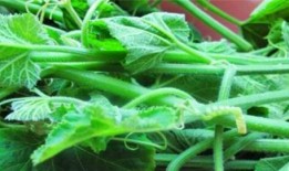 吃瓜油管,带你领略短视频世界的趣味与魅力