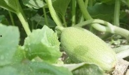 新疆吃瓜搭子,吃瓜搭子欢乐集结