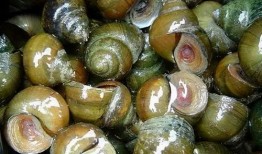 田螺吃小瓜虫,共生共荣的奇妙生态关系