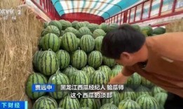 彩虹桥吃瓜,揭秘网络热点的背后故事