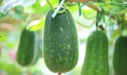 最近有哪些瓜可以吃,哪些新鲜“瓜”等你来尝？