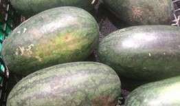 生瓜哺乳期可以吃吗,营养与安全的探讨